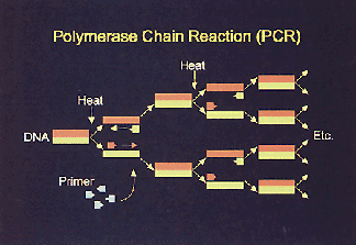 The process of amplification by PCR.