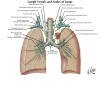 Lung nodes